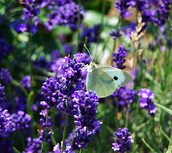 laventeli, violetti kukka, Kesäkukka, hyönteinen, Luonto, kukka, violetti