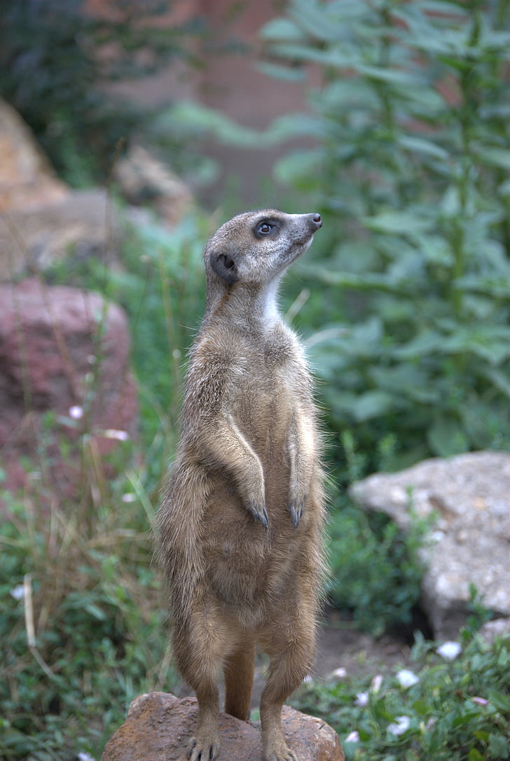 meerkat, is watching, guard, les