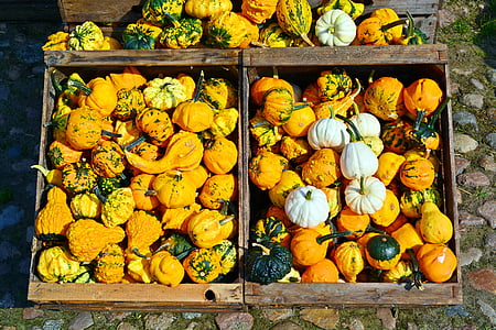 pumpkin, harvest time, sale, decoration, benefit from, pumpkin yard cordes, thanksgiving
