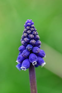 Muscari, hroznový hyacint, stredomorské baby dych, stredomorské bluebell, žiarovka, trvalka, jar