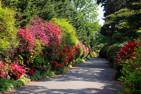 flower road, flowers, nature, landscape, botanical garden, a flower garden, pool