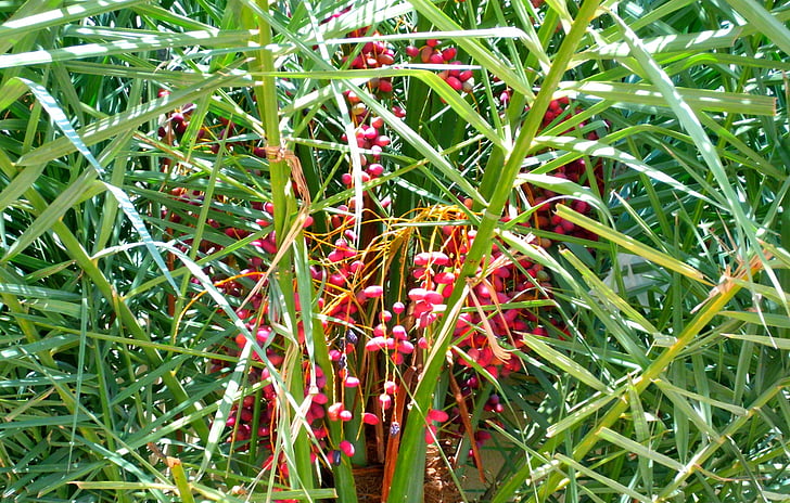 palmier dattier, rouge, arbre, Palm, dates, nature, plante