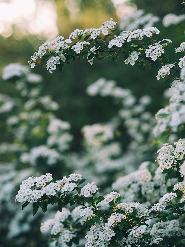 alb, floare, copac, plante, natura, blur, gradina