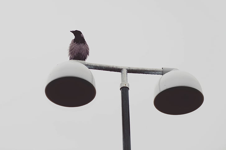 bird, lamp, posts, animal, lamp posts, no people, hygiene