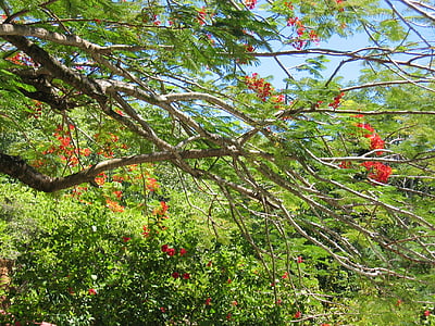 árbol, flores, hojas, tropical, naturaleza, hoja, rojo