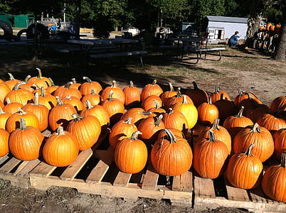 pumpkin, fall, autumn, halloween, orange, season, harvest