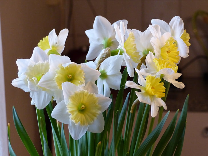 primavera, flores, Blanco, amarillo, colores, verde, bulbos de