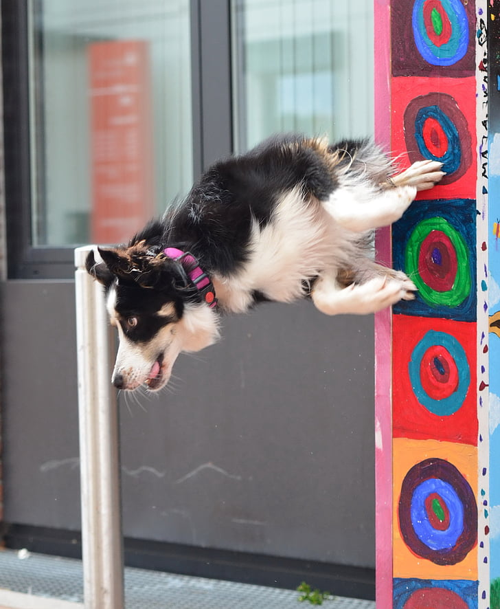 Hund-trick, Border-collie, Stadt, Pol-Sprung, Dog Show trick