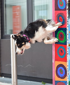 Trik anjing, border collie, Kota, melompat kutub, anjing Tampilkan trik