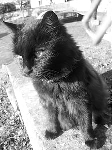 kedi, hayvan, siyah ve beyaz, kedi kafa, kedi gözleri