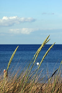 Mar Báltico, praia, nuvens, azul, céu, mar, planta