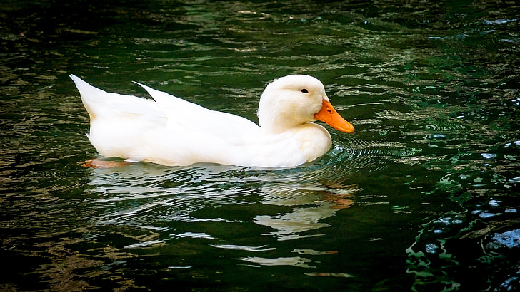 duck, lake, water, animal, mallard, plumage, nature
