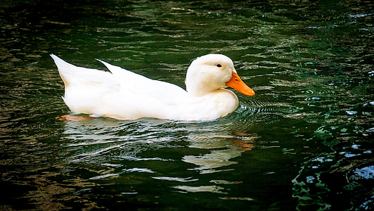 патица, езеро, вода, животните, зеленоглава патица, перушина, природата