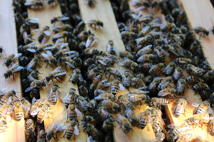 abelha, Colmeia, apicultura, quadro