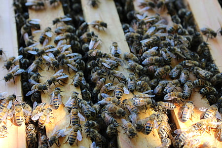 Bee, úľ, včelárstvo, rámec