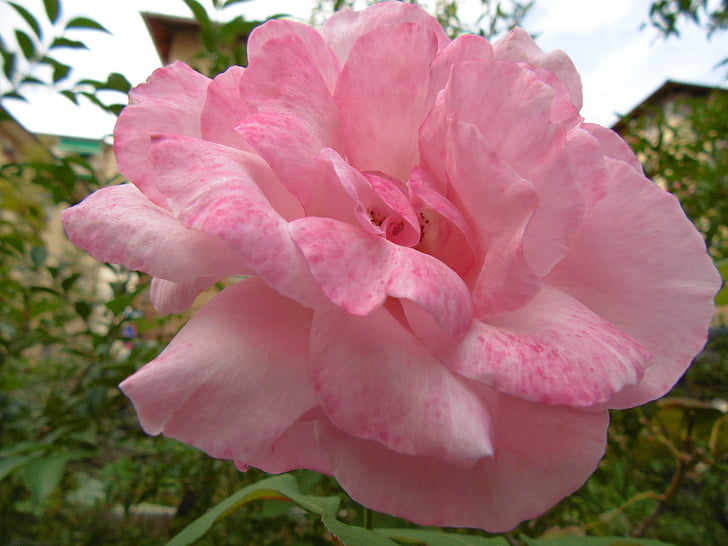 Rosa, Pink rose, virág, növények, zöld, természet, virágok