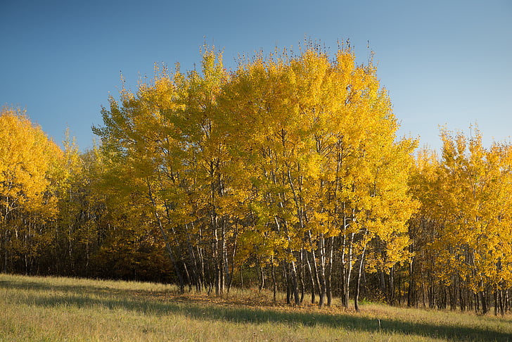 albero, paese, autunno, Slovacchia, fogliame, sole, giallo