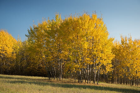 treet, land, høst, Slovakia, løvverk, solen, gul