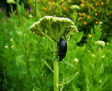 black beetle, insect, nature