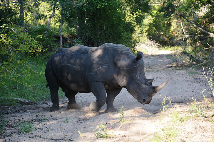Rinoceronte, safári, animais, grande jogo, África, vida selvagem, Rinoceronte