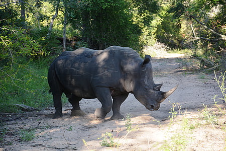 носорог, сафари, животни, голямата игра, Африка, дива природа, носорог