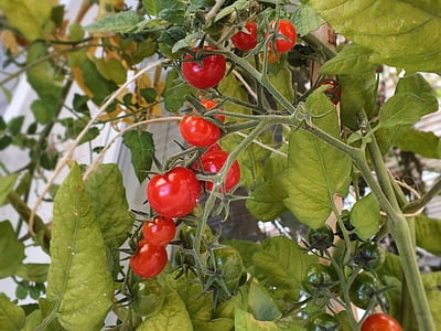 tomate, mini tomates, comida, produtos hortícolas, vermelho, tomate, lanche