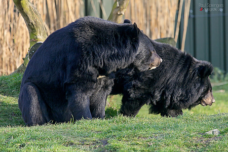 Kragen-Bär, schwarzer Bär, Bär, Zoo