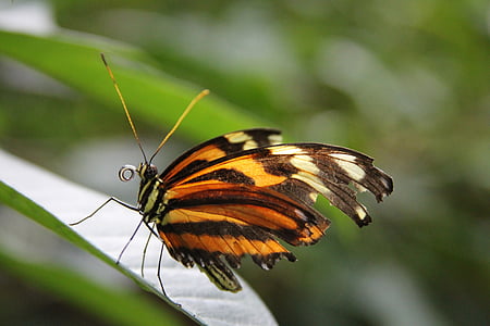 Motyl, piękne, Natura, ogród, owad, błąd, skrzydła