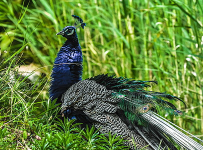 Peacock, vogel, natuur, vleugel, Majestic