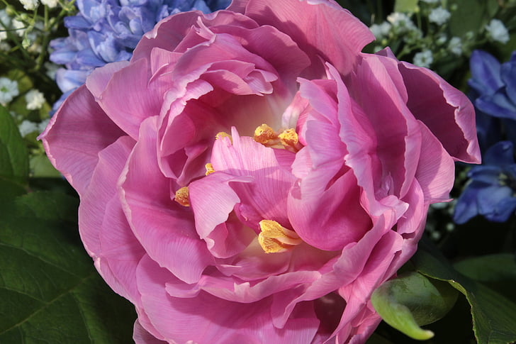 Tulip, rosa, doble tulip, lleno de, flor, flor, floración