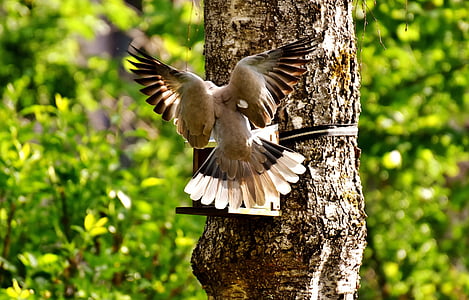Dove, lähestymistapa, lintu, Puutarha, Bahianjokihaukka, höyhenpeite, lentää