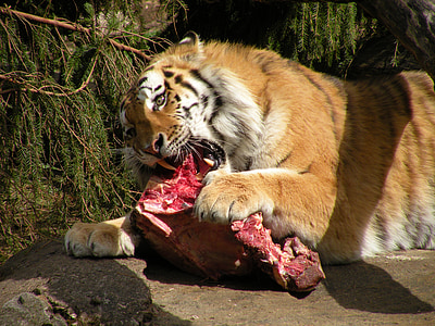 Tiger, Re, mat, kjøtt, rovdyr, dyr, rå