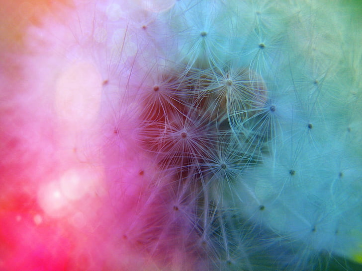 flowers, dandelions, nature, color, macro, colorful, pattern