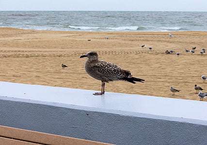 gull, seagull, bird, perched, wall, shore, beach