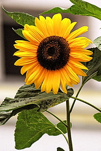 bunga matahari, Blossom, mekar, kuning, musim panas, bunga