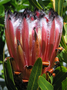 a Protea, rózsaszín, szőrös, növény, natív, virág, természet