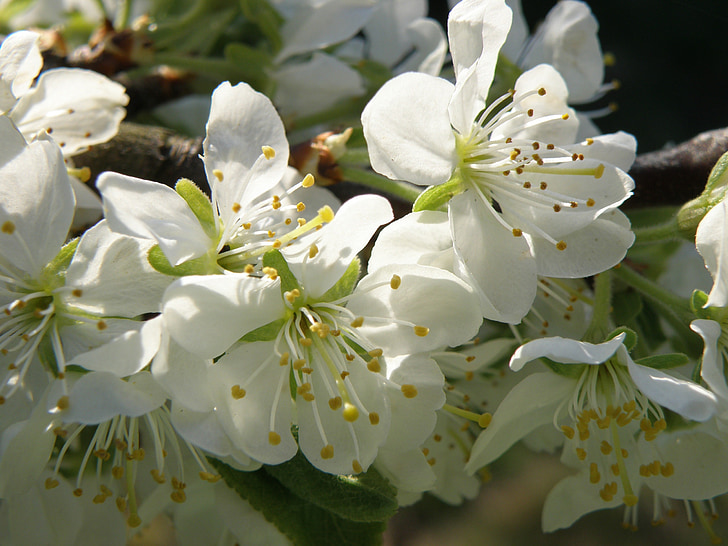 flors, arbre fruiter, primavera, blanc