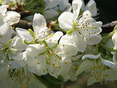 fleurs, arbre fruitier, printemps, blanc