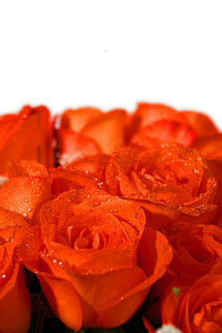roses, bouquet, mariage, Strauss, Félicitations, bouquet de roses