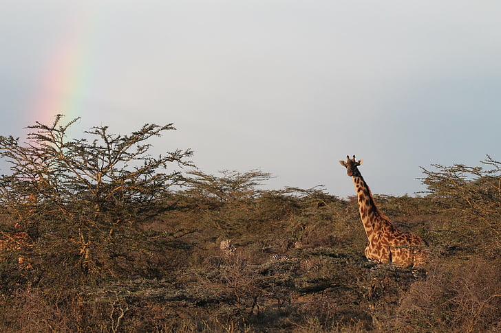 giraffe, africa, nature, landscape