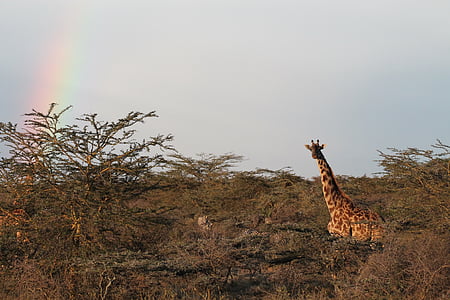 zsiráf, Afrika, természet, táj
