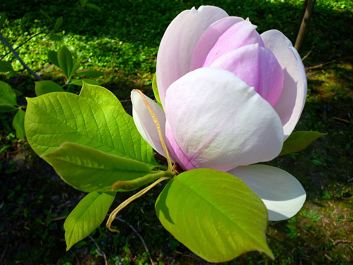 Magnolia, kwiat, zielony liść, Jardin des plantes, wiosna, marca, fioletowy