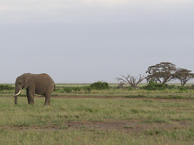 大象, 非洲, 萨凡纳, 象牙, 哺乳动物, 野生动物, 动物