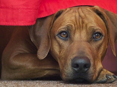 Rodezijos ridžbekas, šuo, šunų veislės, rudos spalvos, lenktynės, naminių gyvūnėlių, susirūpinimą
