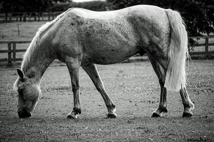 con ngựa, động vật, màu đen và trắng, chăn thả, cảnh quan, Trang trại, Trang trại