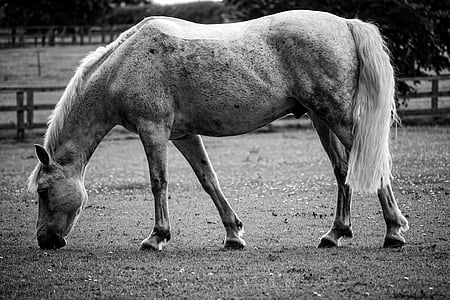 horse, animal, black and white, grazing, landscape, farm, ranch