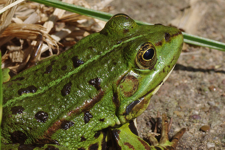 frog, frog pond, amphibian, green, macro, close