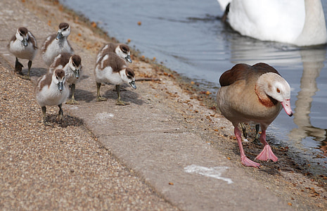 geese, waterfowl, gosling, chicks, mother, bird