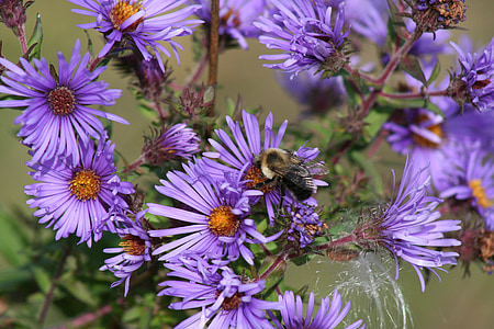 abelha, flor, sementes de serralha, inseto, natureza, Primavera, polinizam