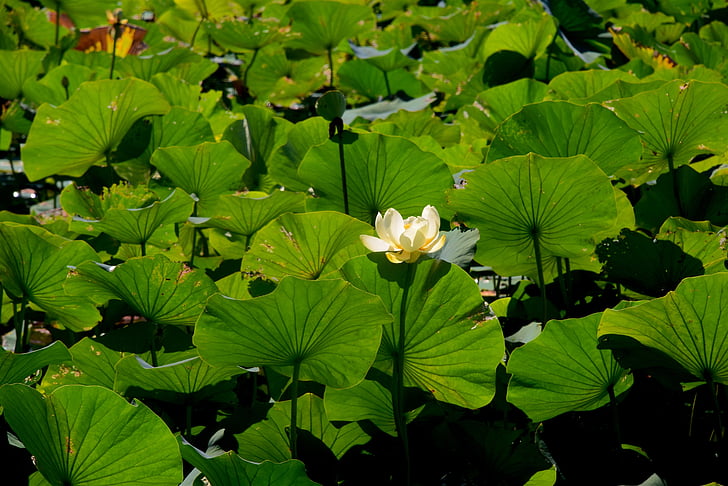 Water lilly, Lac, eau, nature, étang, Lilly, vert